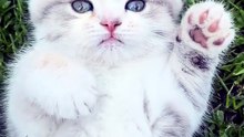 Wheit Cat sweet
