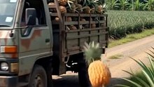 Pineapple 100 Seeds Organic Fruit