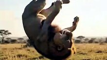 Beflow hit the lion
