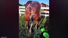 Funny Animal Compilation 😂 The Best Dogs & Cats Moments of All Time