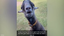 You Have to See This 😂 Funniest Animal Videos | Dogs, Cats & Crazy Pets