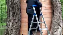 J'ai transformé un arbre géant en mini-maison de rêve ! 🌳🏡