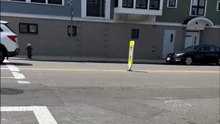 The Dogs Spot Their BEST Friend, Then Sprint Across the Street