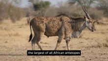 This Eland Was Covered in Thousands of Ticks Until Oxpeckers Arrived
