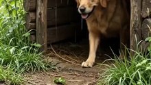 beautiful dogs