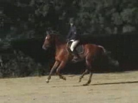 Quid de la collerie CCE Moulins 4 ans classique