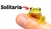 Buscando novia para la rana más solitaria del mundo