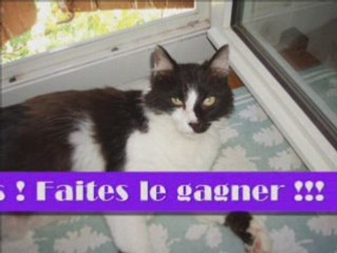 Votez pour Kali au concours de l'animal le plus sympa !