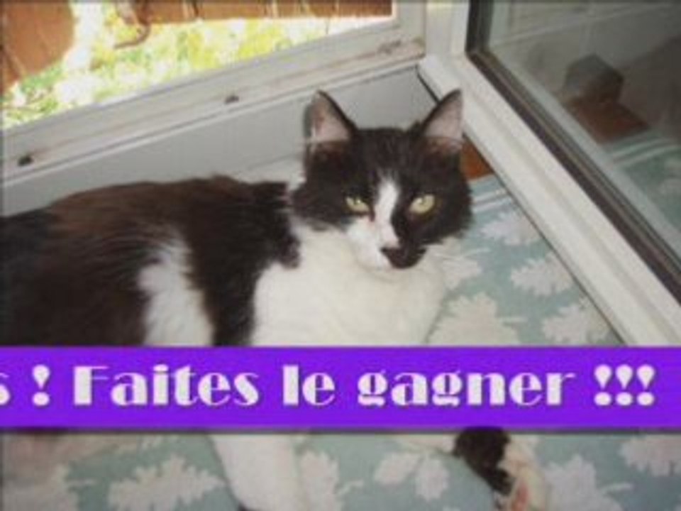 Votez pour Kali au concours de l'animal le plus sympa !