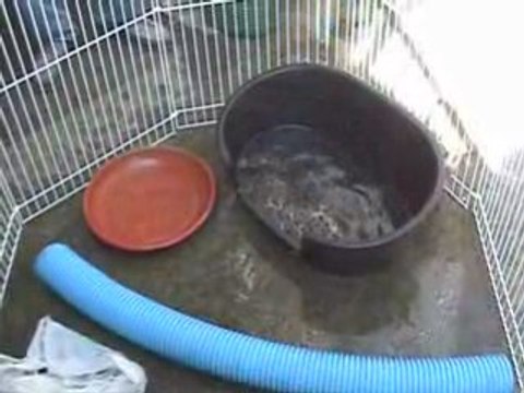 Romulus et Rémus juil 08