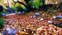 STARÊN AZADIYÊ  - Dîlan, Eyşe Engîn