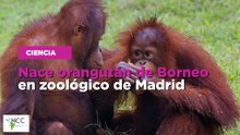 Nace orangután de Borneo en zoológico de Madrid