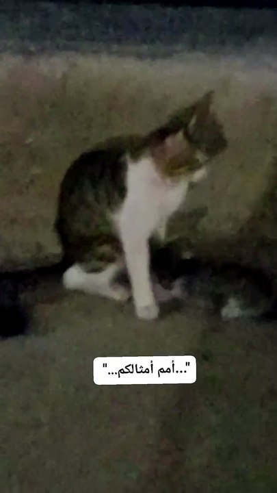 أمم أمثالكم