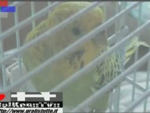 HULKEN - I MIEI PAPPAGALLI NEL TRAUMA DEL CALDO