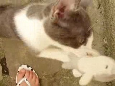 chaton trop trop mimi mignon