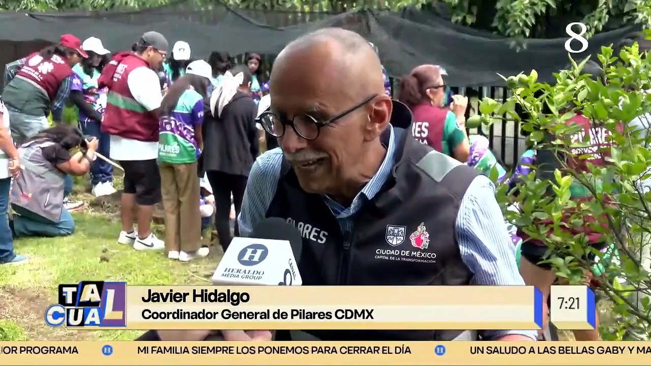 ¡Ecosistemas marinos en grave peligro por el sargazo! Este es su impacto real en el Caribe mexicano