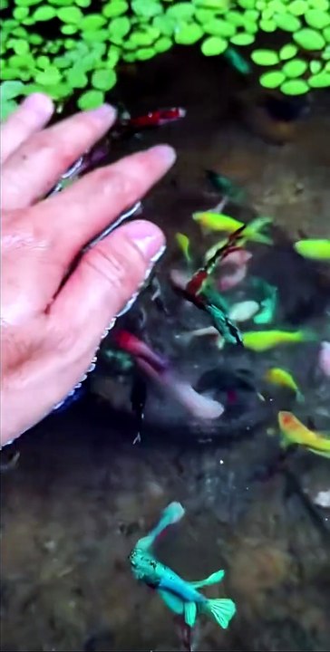 We Found Aquarium Fish in Their Natural Habitat! 🐠🌿 You Won’t Believe This! 🔥