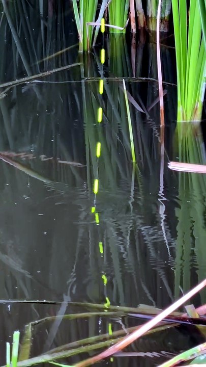 Catching a Giant Carp Hidden in the Reeds! 🌿🐟🎣 This Fish Was a Monster! 🔥