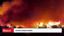Aydın'da orman yangını