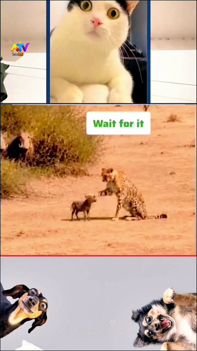 Hahaha 🤣😂 Viral fun anime clip FB reaction trend #trending