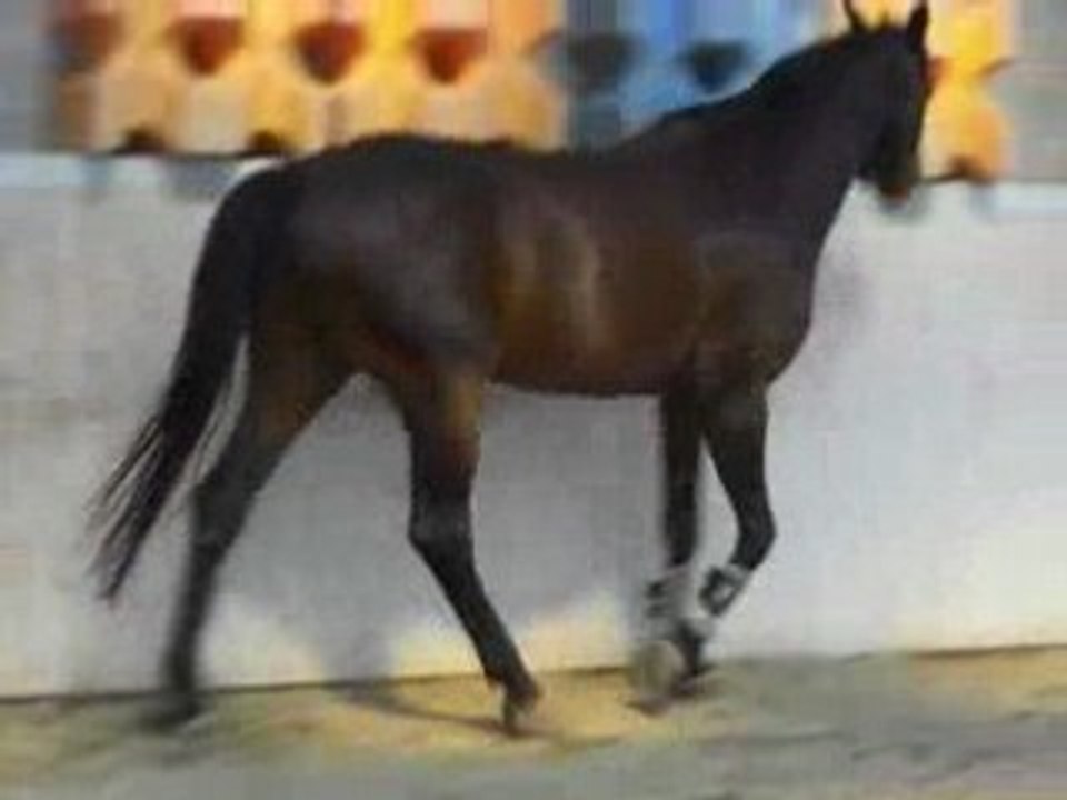 Escudo N°1