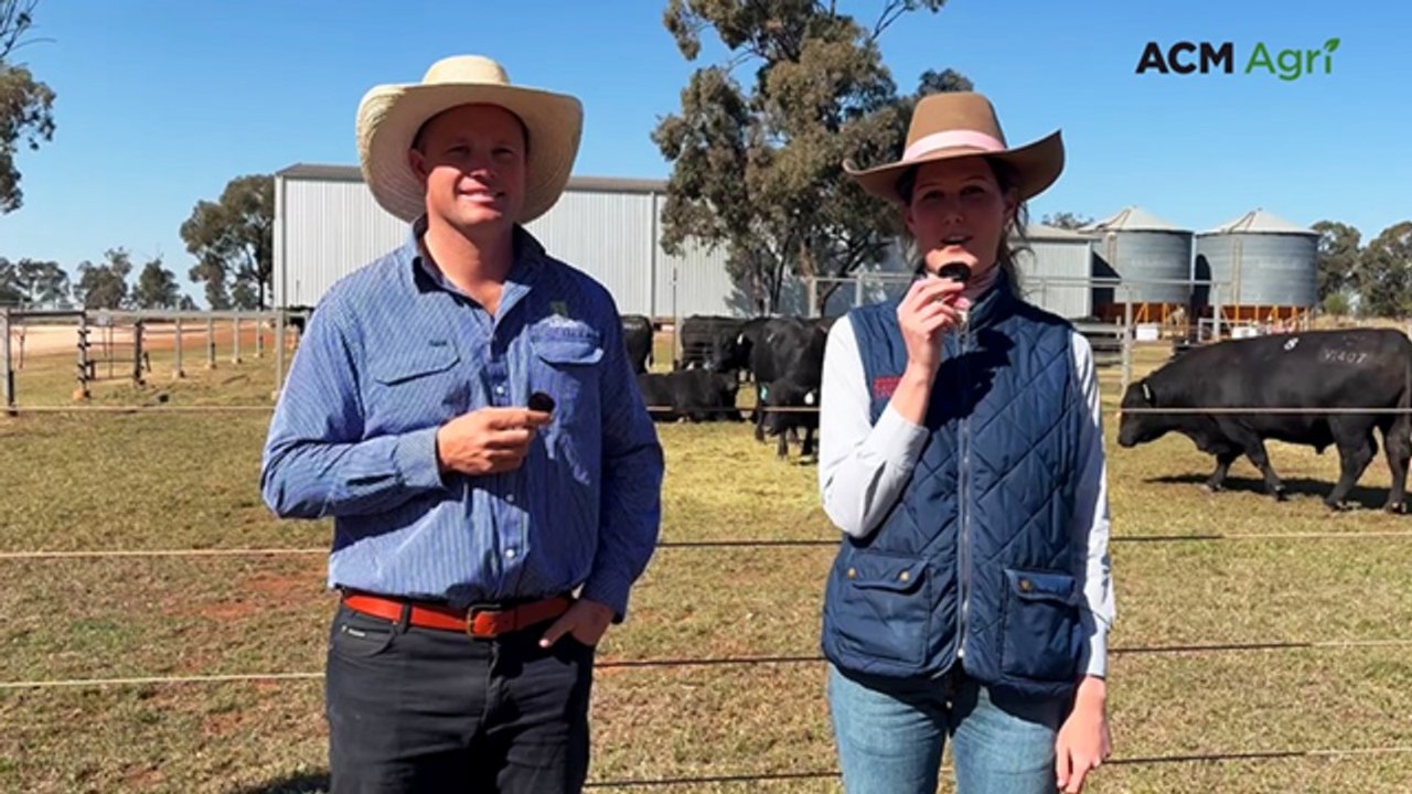 Top-priced Hazeldean bull nears $50K mark at 2026 Northern Performance Sale
