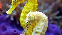 Sea Horse
