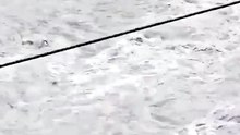 Goats vs the raging Ravi River