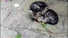 Cat but sweet cat