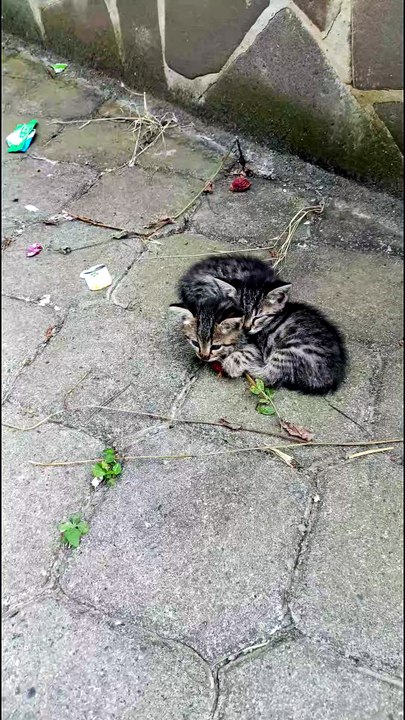 Cat but sweet cat
