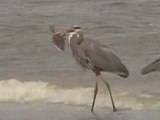 Great Blue Heron Eating