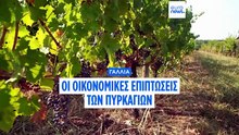 Φόβοι για «άρωμα καπνού» στα φετινά Μπορντό- Σοβαρές επιπτώσεις στον τουρισμό