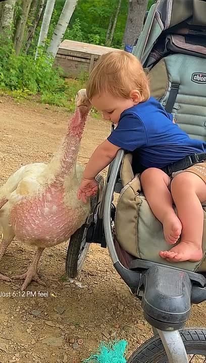 Toddler Shares Heartwarming Bond With His Beloved Turkey
