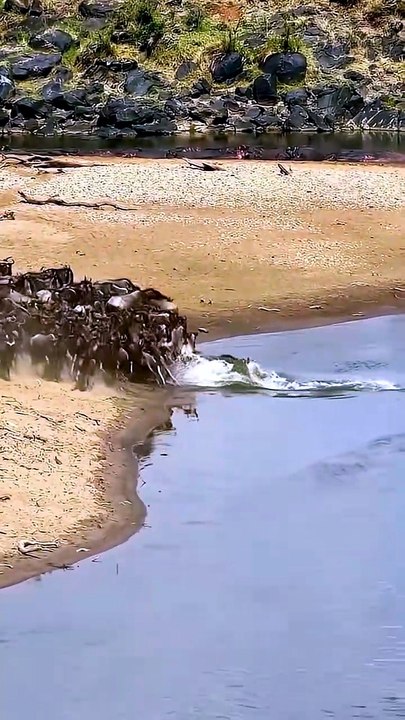 Crocodile vs The Wild: Tigers, Hippos, and River Ambushes