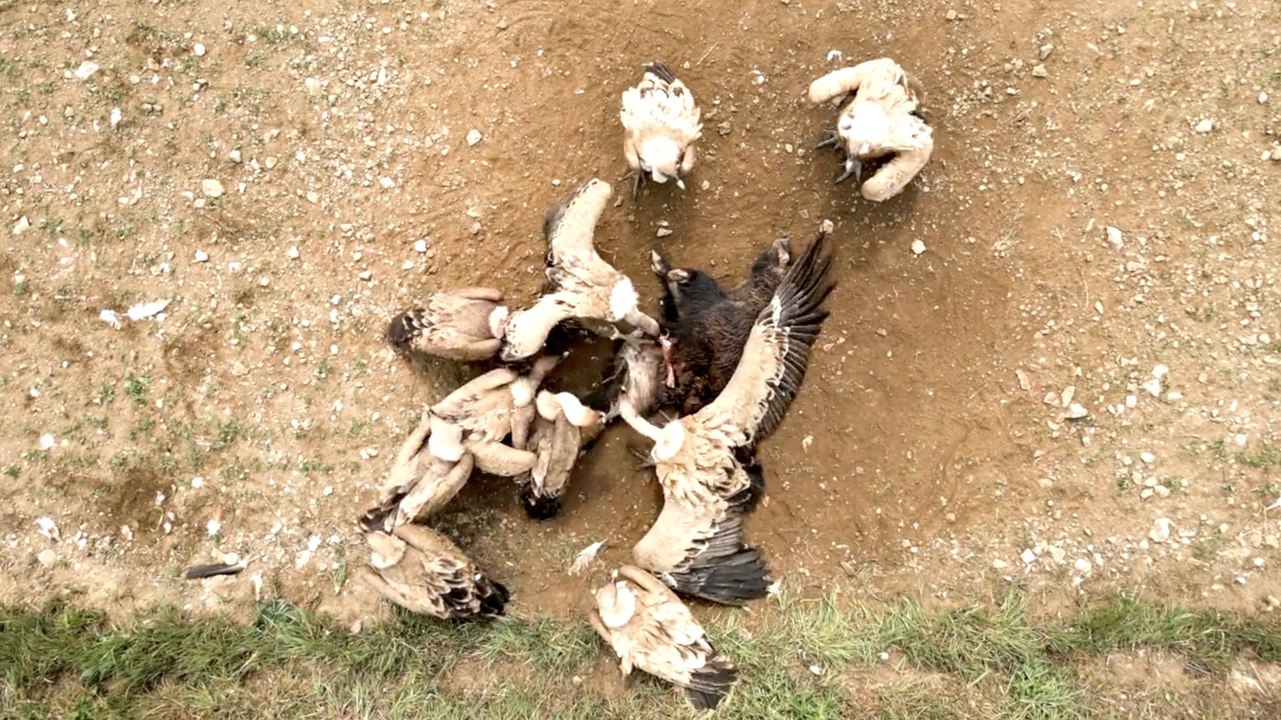 Disappearance of Vultures in India Tied to Unintended Human Costs