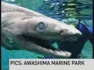 Prehistoric shark captured on film-2007