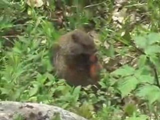 PARCOURS DU PARC OMEGA, A MONTEBELLO, QUEBEC, CANADA