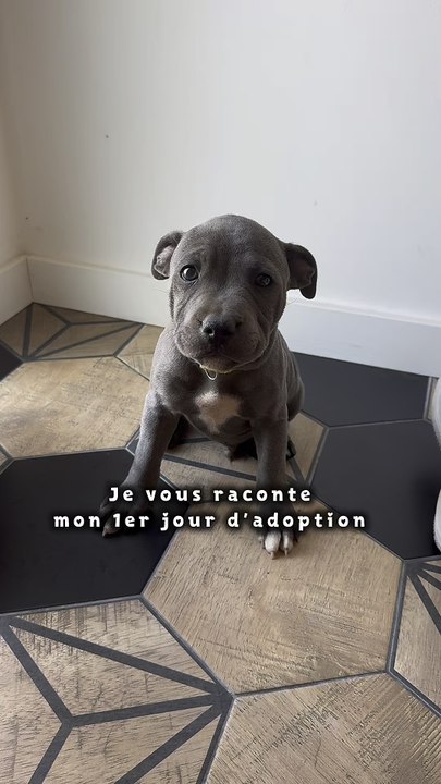 POV : Je viens d’être adopté et j’ai déjà compris un truc… 🐶❤️