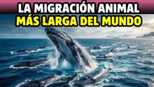 Los 10 animales que viajan más lejos en sus migraciones