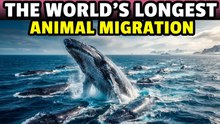 Top 10 Furthest Animal Migrations Ever Recorded