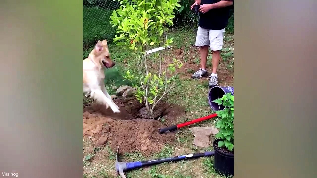 Pets With Main Character Energy#FunnyAnimals #CuteAnimals #Pets #Dogs #Cats #AnimalLovers #FunnyPets