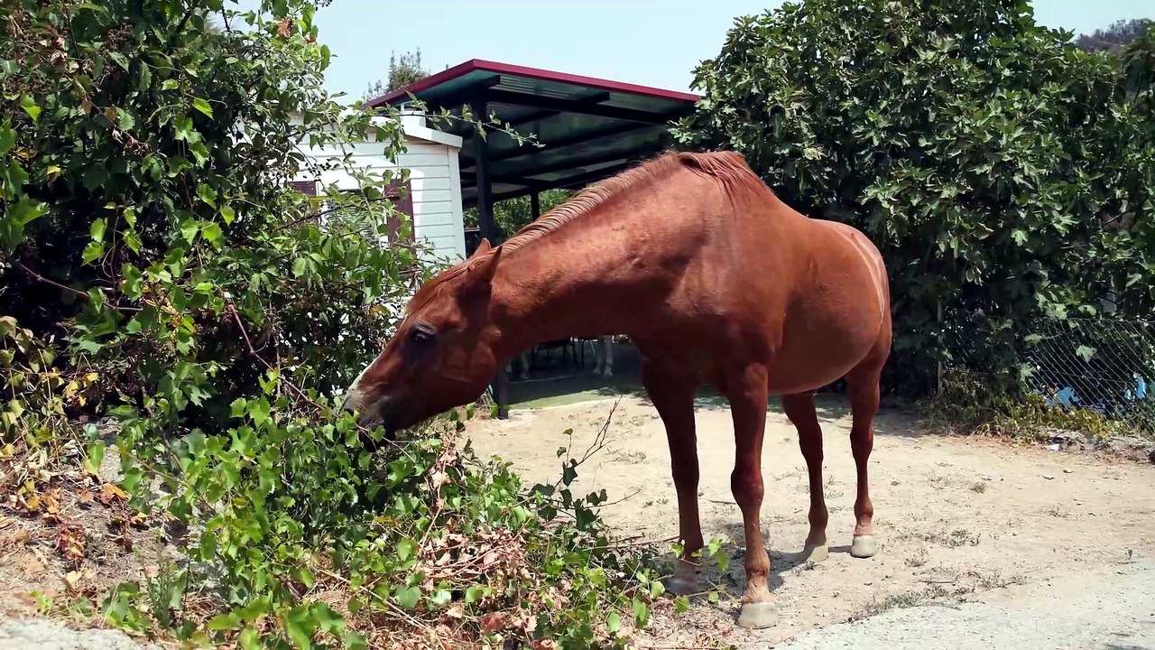 La odisea de estos caballos para escapar de las llamas