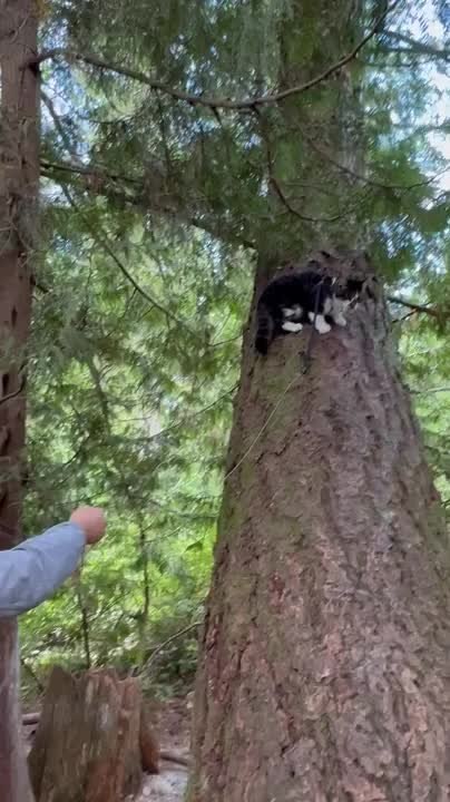 Leashed Cat Climbs Tree at Campground
