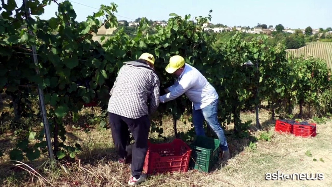 Caldo record, già si vendemmia nell'Oltrepo Pavese: "Mai a luglio"
