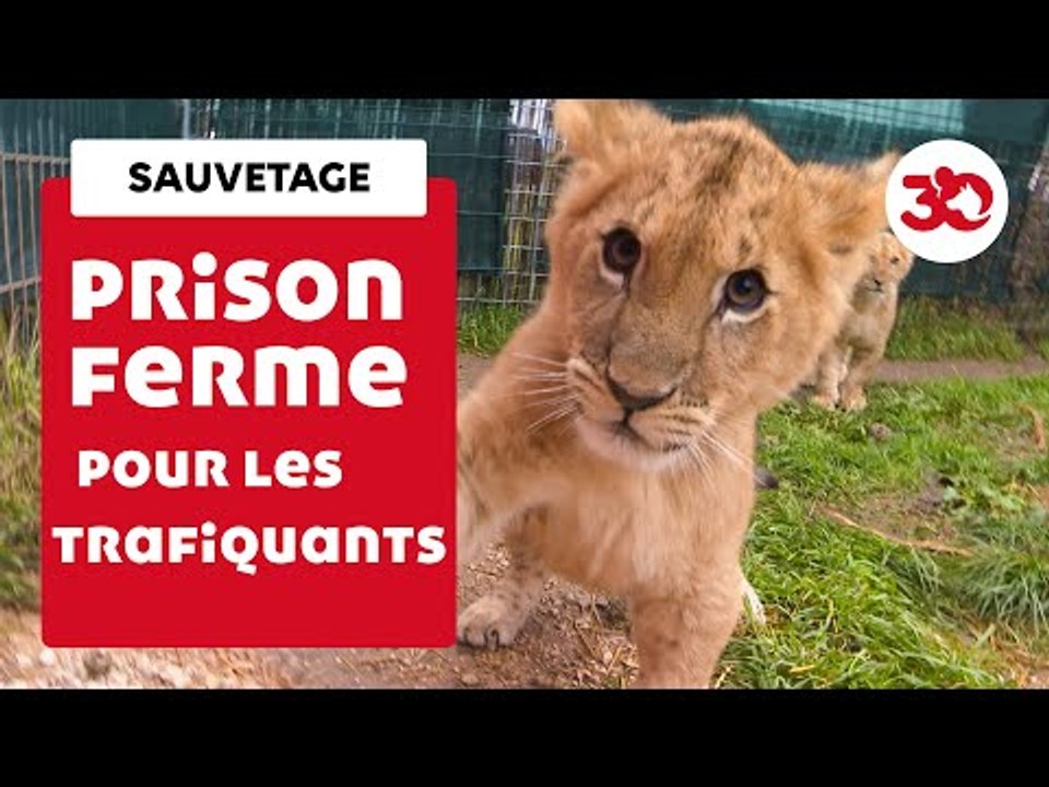 Justice Pour Les 2 Lionceaux Sauvés Par La Fond...