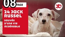 The 30 Million Friends Foundation Saves 24 Jack Russells Living In Deplorable Conditions | Sauvetage d'animaux
