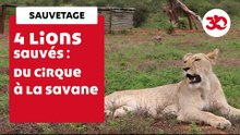 4 LIONS : Après Le Cirque, Ils Retrouvent La Terre De Leurs Ancêtres | Sauvetage d'animaux