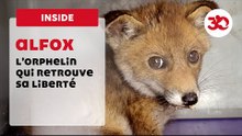 Alfox, L'Orphelin Qui Retrouve La Liberté | Sauvetage d'animaux