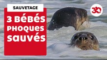 Second Chance For 3 Baby Seals! | Sauvetage d'animaux