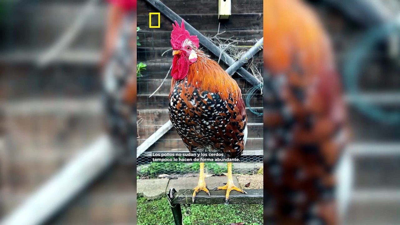 ¿Sabías que la frase "sudar como un pollo" no tiene ningún sentido?